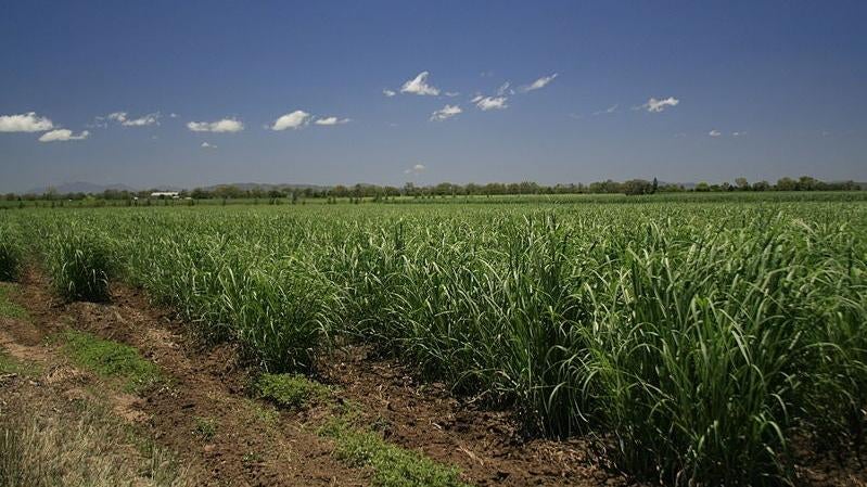 Sugarcane remains a big crop in Queensland, but the cane toads didn’t solve the insect pest problem—they just became a new one.