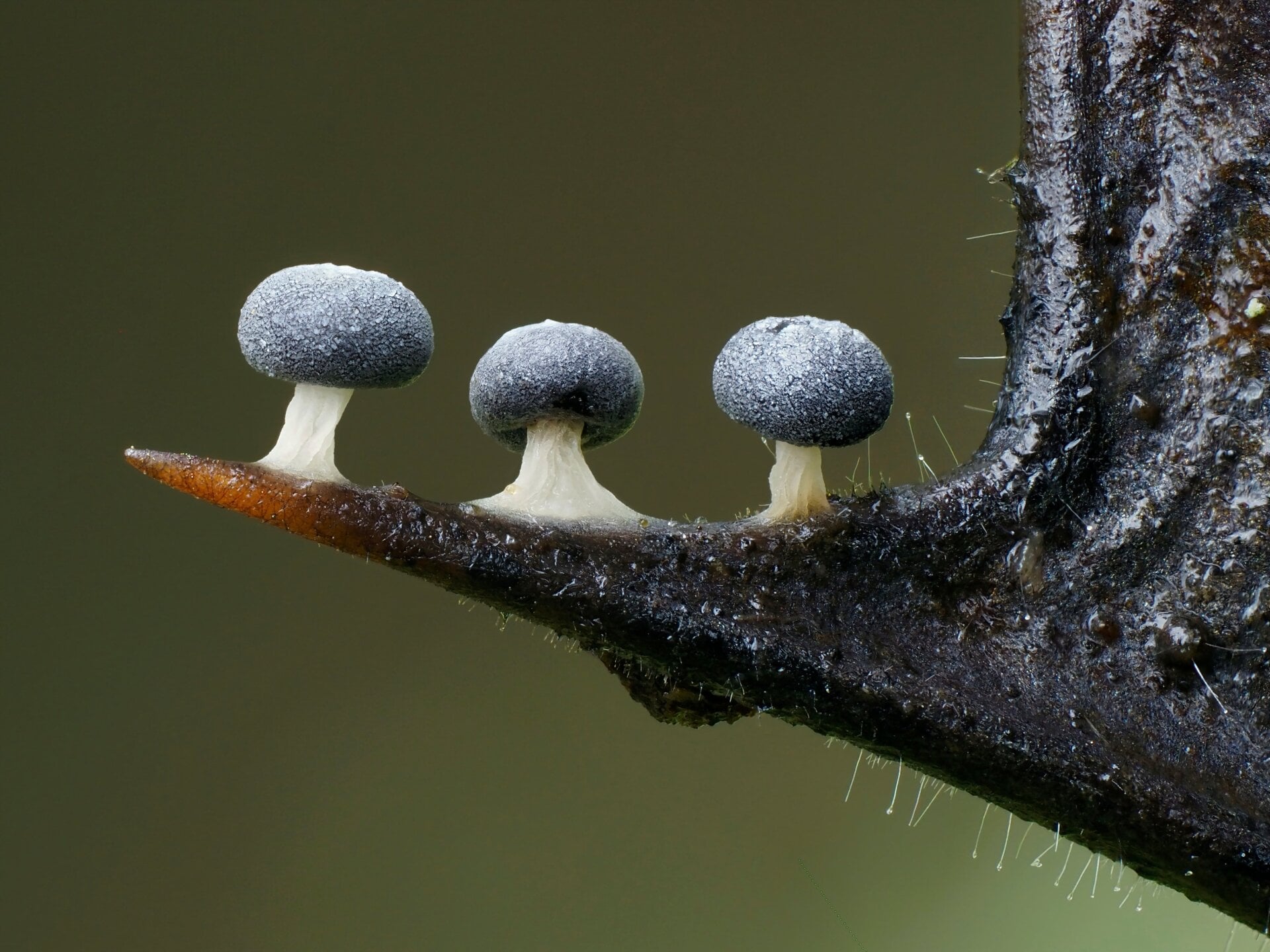 Three slime mounds on a holly leaf’s spike.