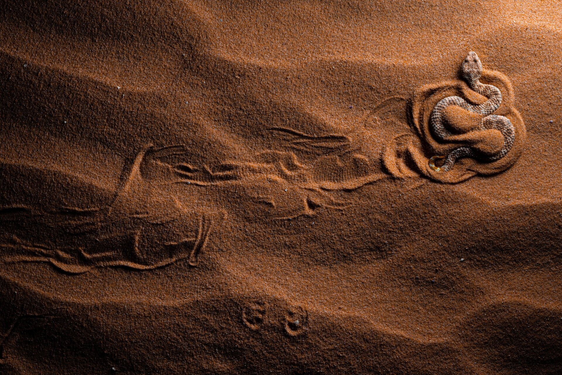 A Sahara sand viper in Israel’s Negev desert.