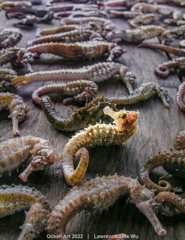 Photo: Lawrence Alex Wu/Ocean Art