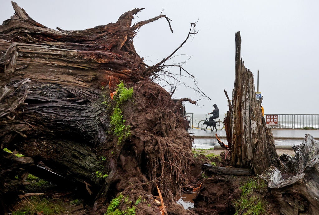 A person bicycles with a dog past a tree which toppled during recent storms on January 11, 2023 in Santa Cruz, California. 