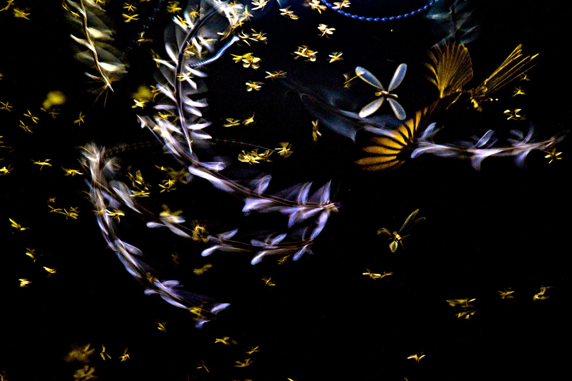 Termites swarming in India.