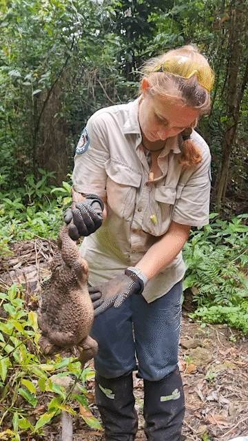Conway National Park rangers were awed by the potentially record-breaking size of Toadzilla.