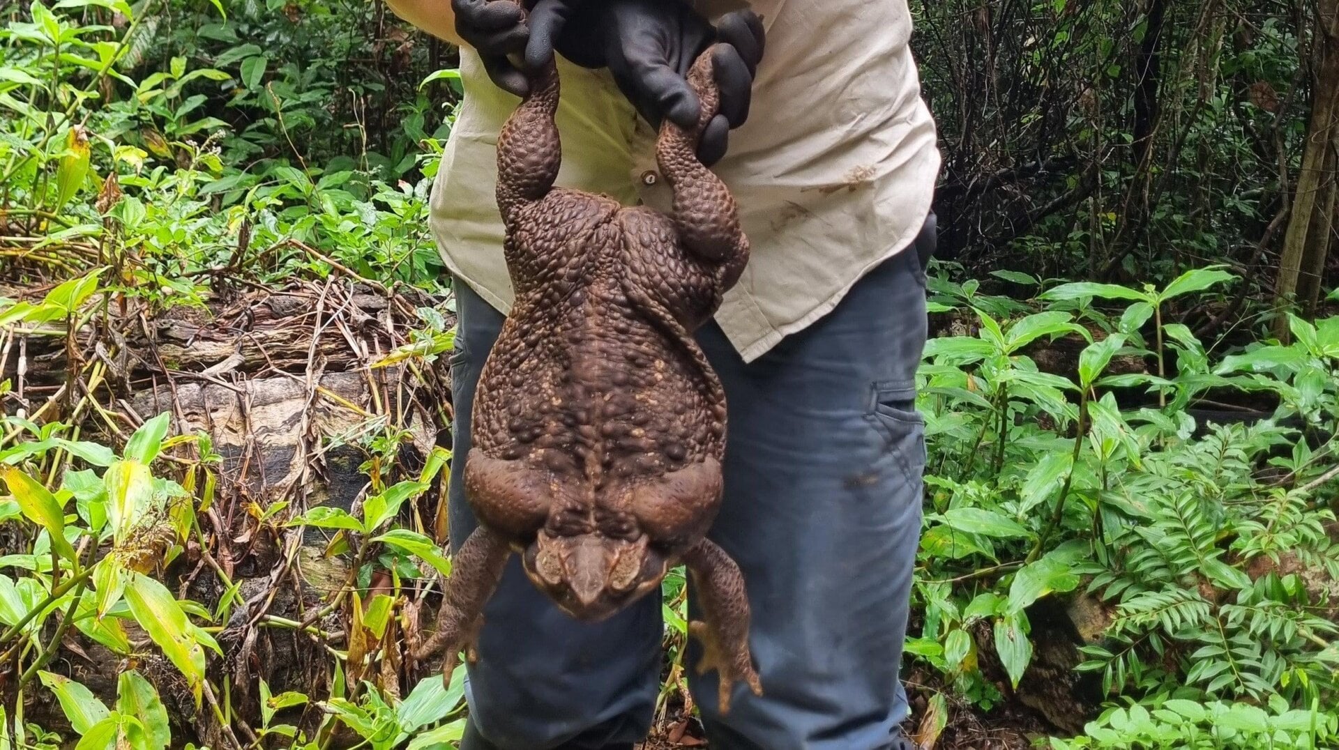 Toadzilla was found on the edge of a forest inside Conway National Park, after a snake on the road forced a group of park rangers to stop their vehicle. 