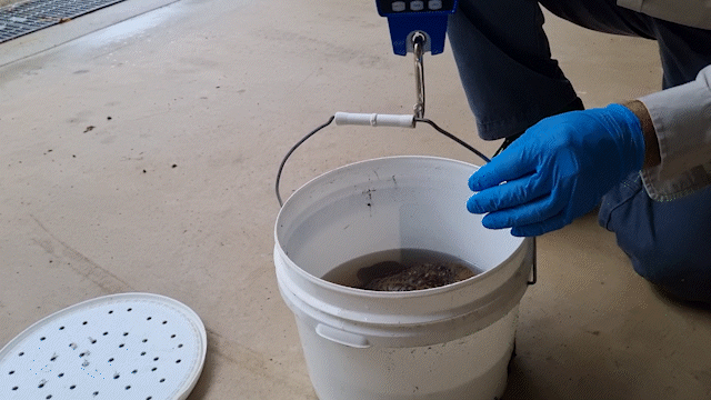 The weigh-in captured on video unfortunately didn’t seem to capture Toadzilla’s true grandeur and girth. 