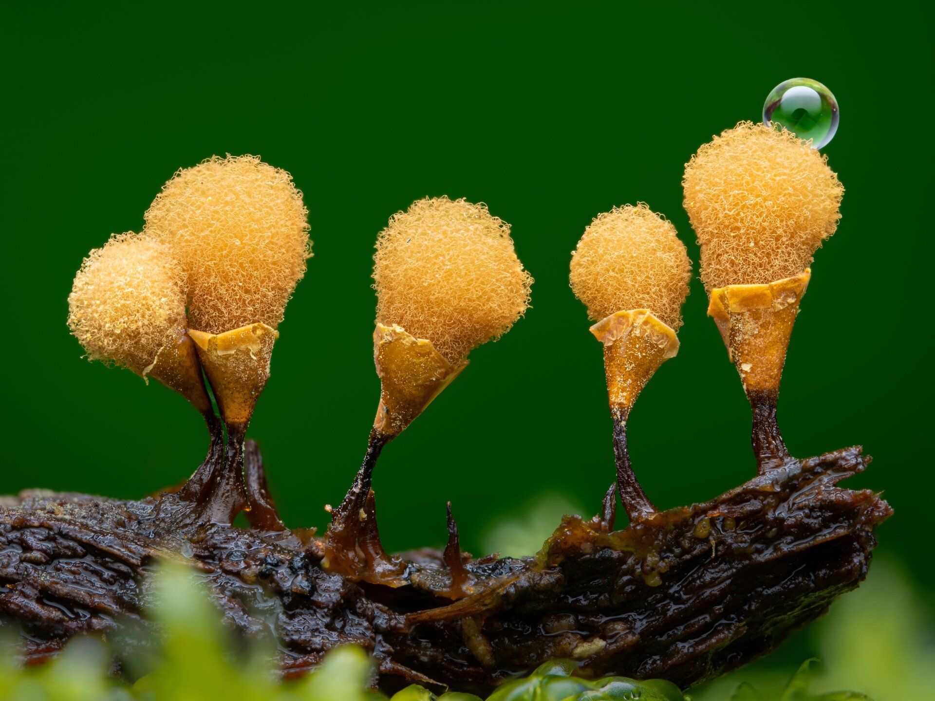 Mold sprouting on a rotten log.