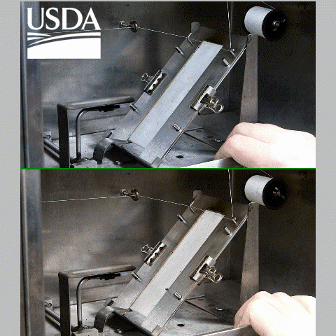 Burn tests showed that textiles made with the newly bred cotton lines (bottom) could self-extinguish a flame. 