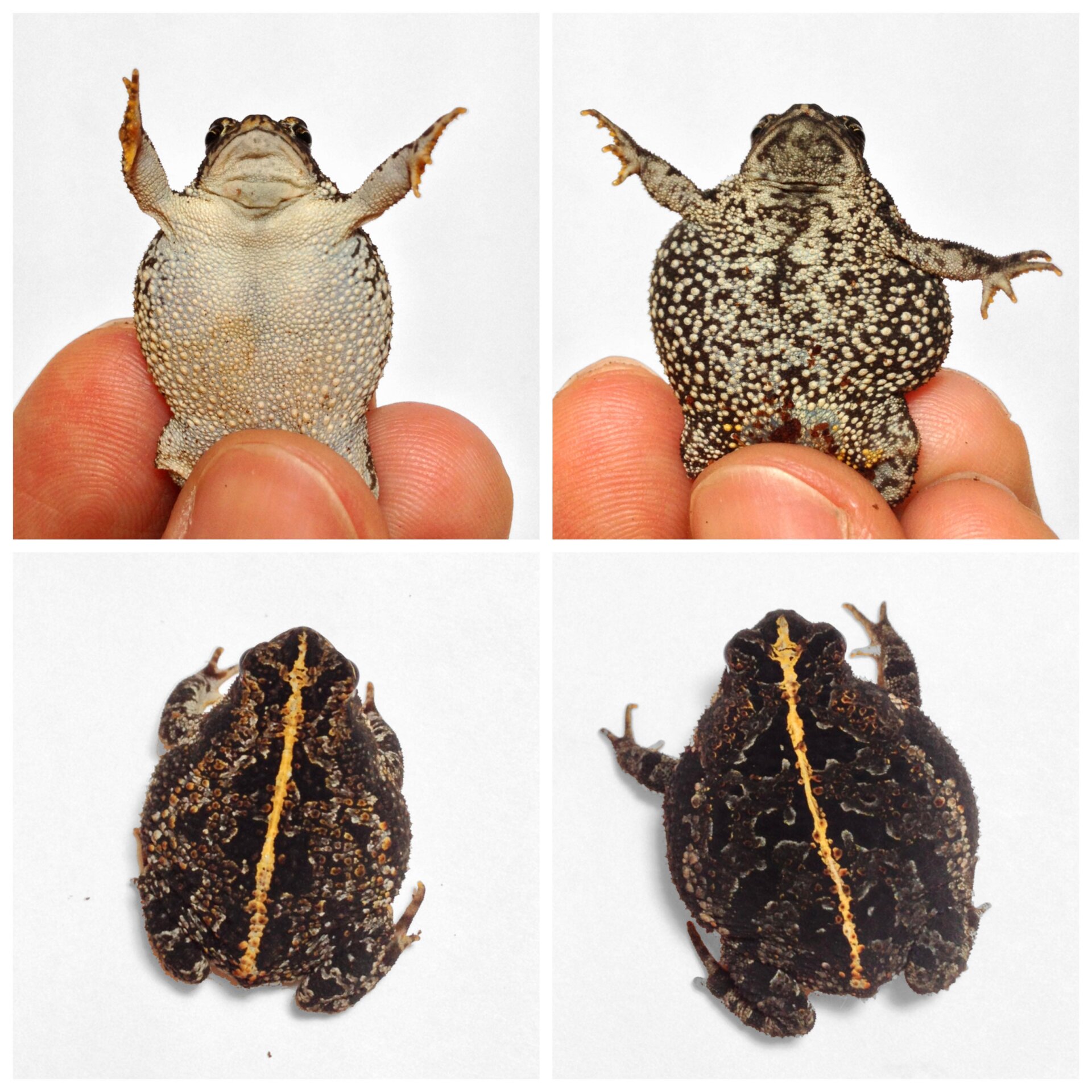 Adult oak toads frequently measure less than an inch. 