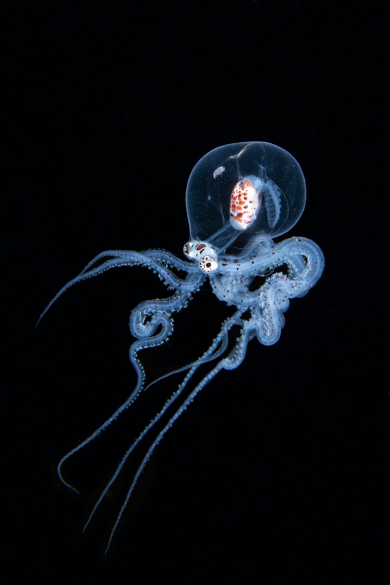 A larval mimic octopus 300 feet below the ocean’s surface.