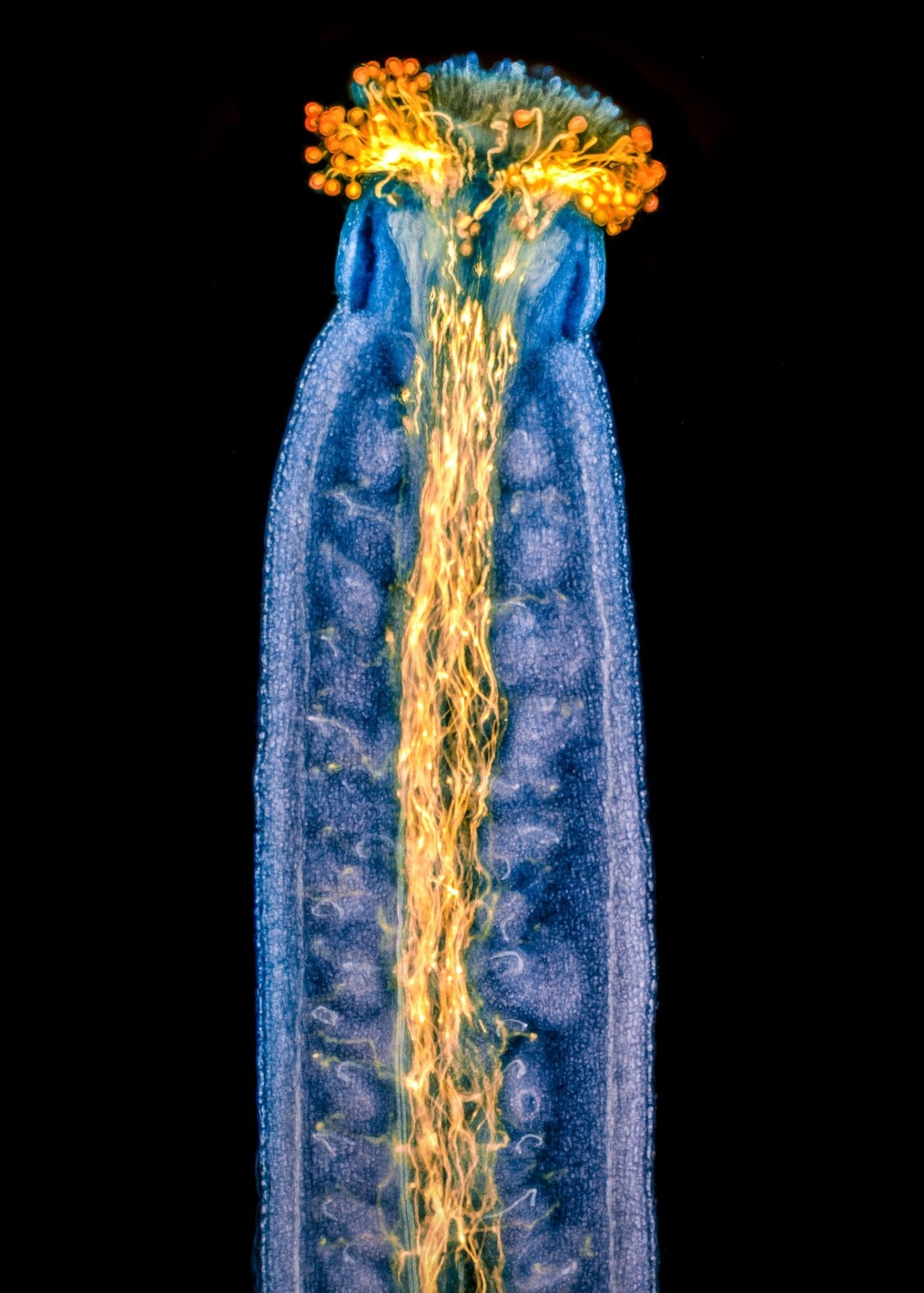 Pollen tubes in a Thale cress’ pistil.