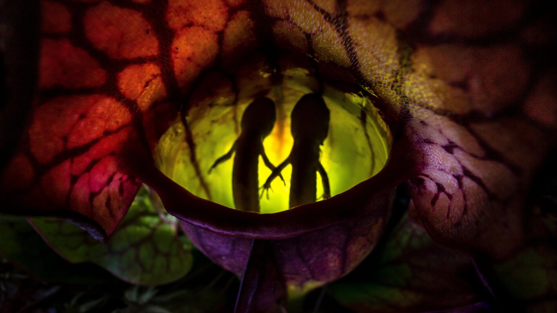 Two salamanders being digested by a Northern Pitcher Planet.