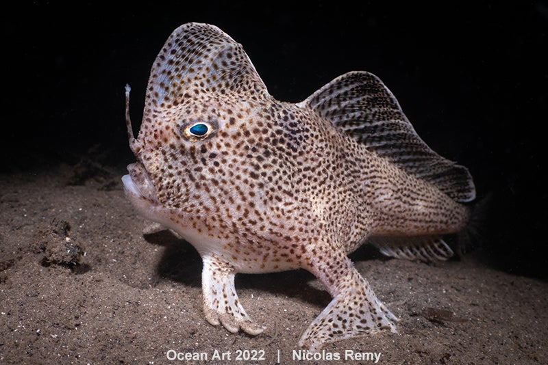 Photo: Nicolas Remy/Ocean Art