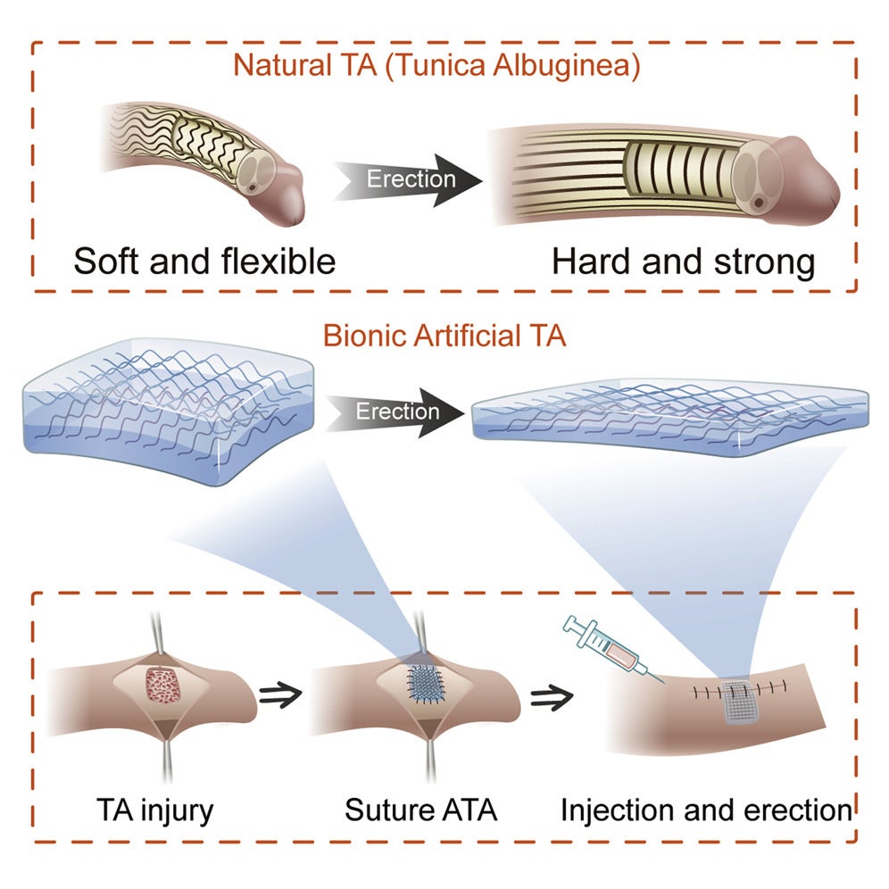 A diagram showing how the artificial material can mimic the process involved in a natural erection.