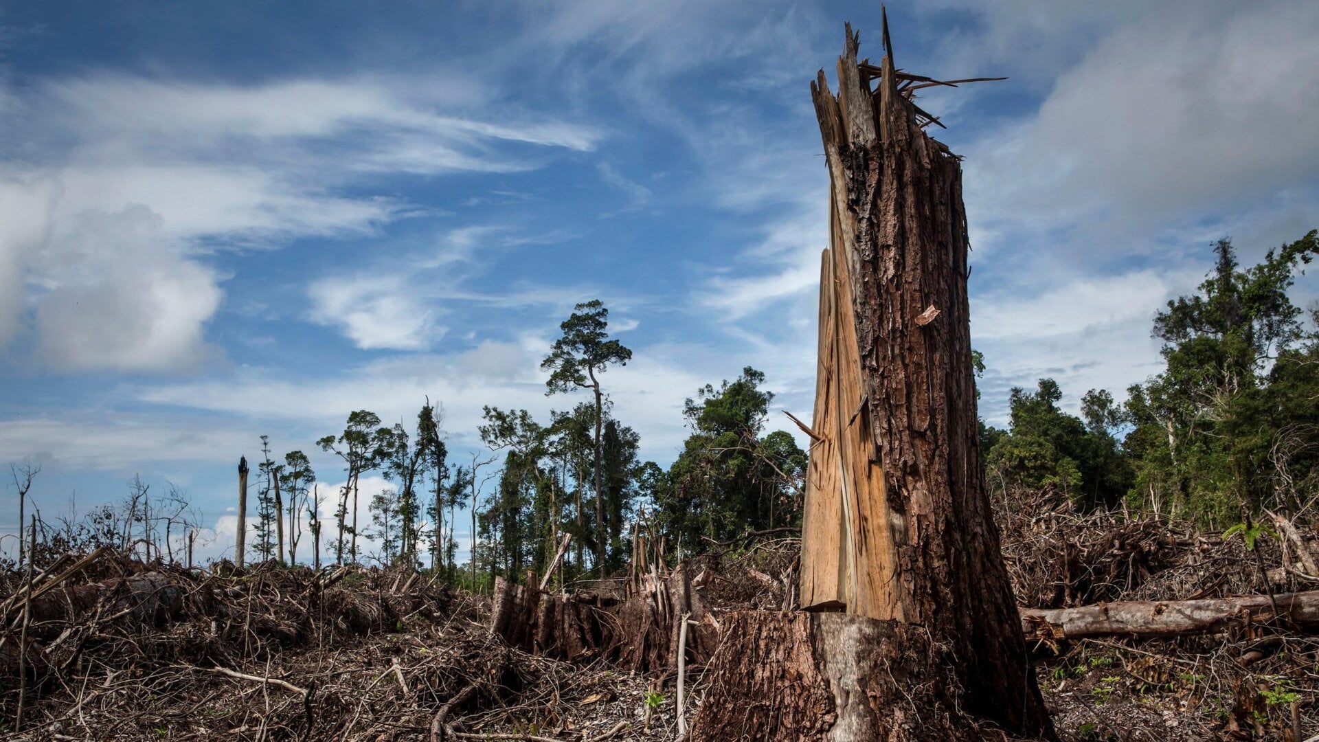 Forest cleared for palm oil planting in Aceh province, Indonesia.