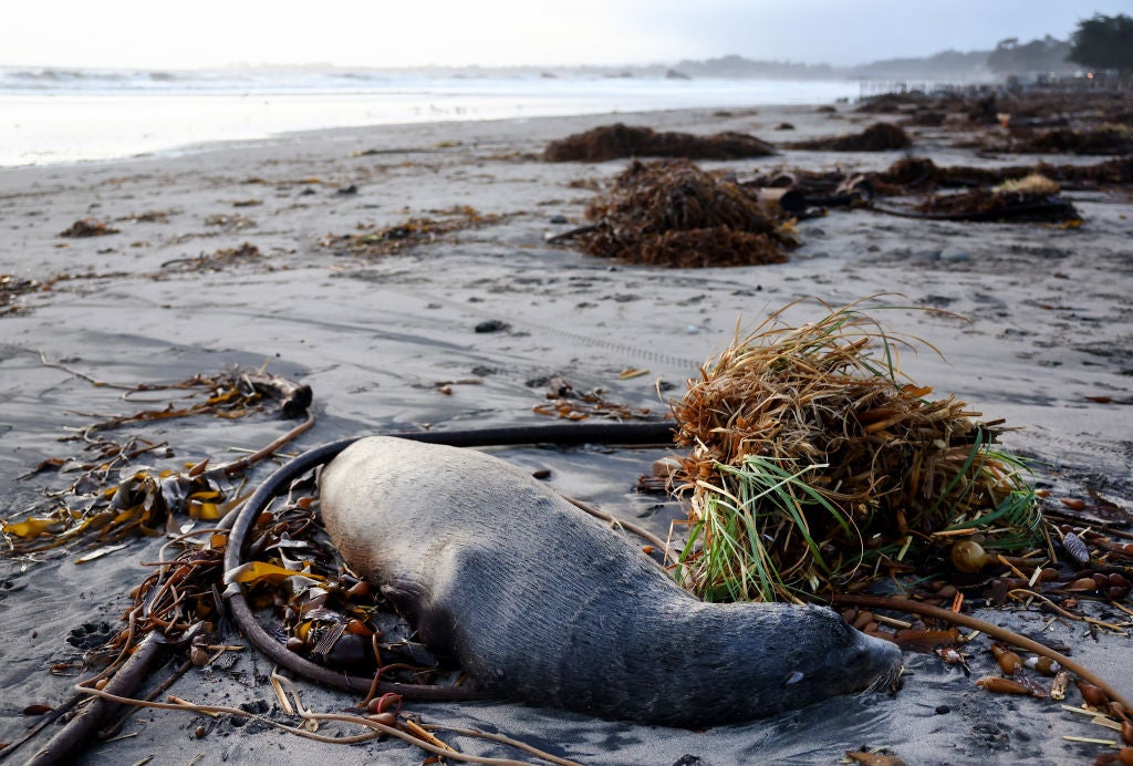 A dead sea lion lies in the sand near storm debris washed up on the beach on January 10, 2022 in Aptos, California. The San Francisco Bay Area and much of Northern California continues to get drenched by powerful atmospheric river events that have brought high winds and flooding rains. 