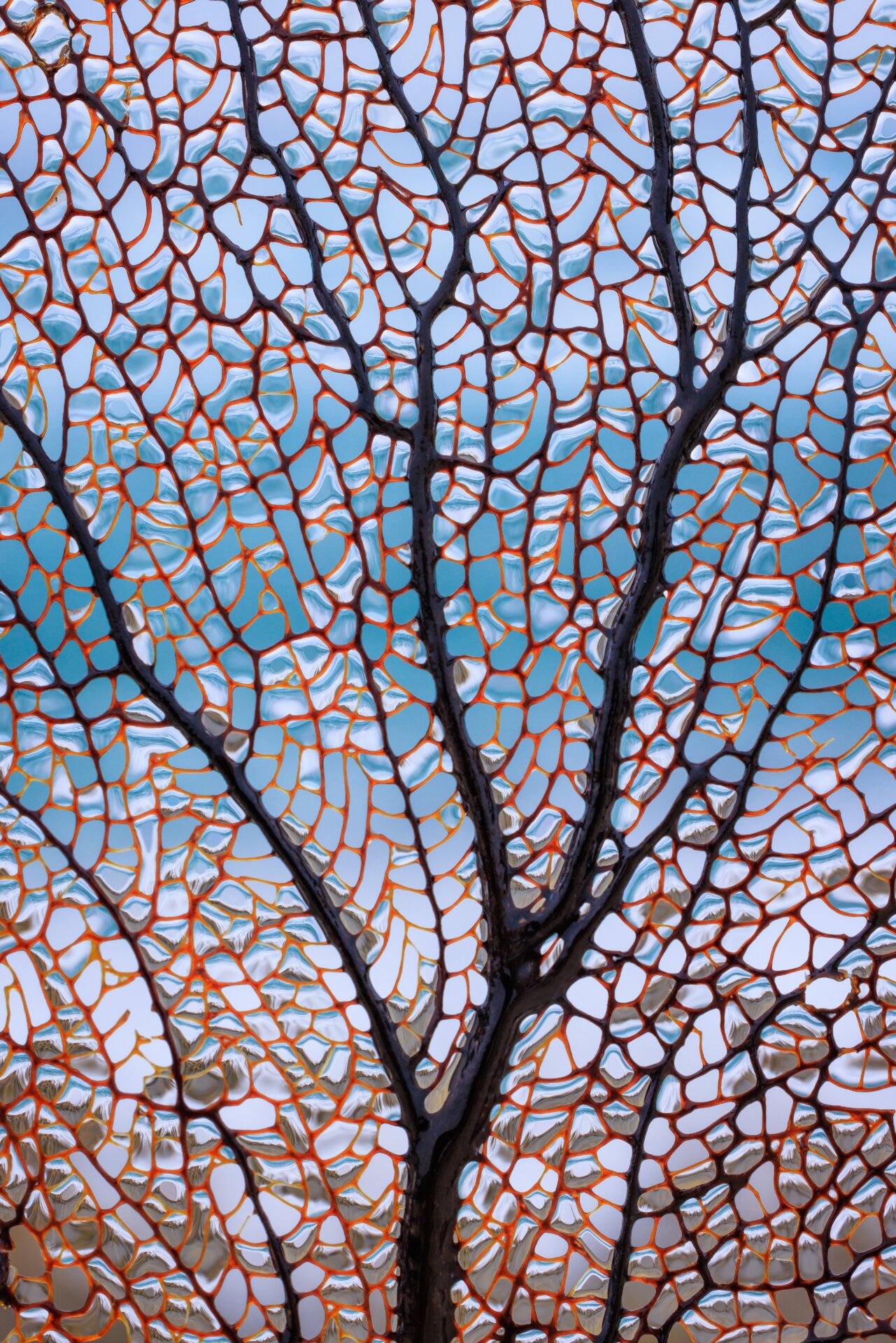 The sea as seen through a sea fan.