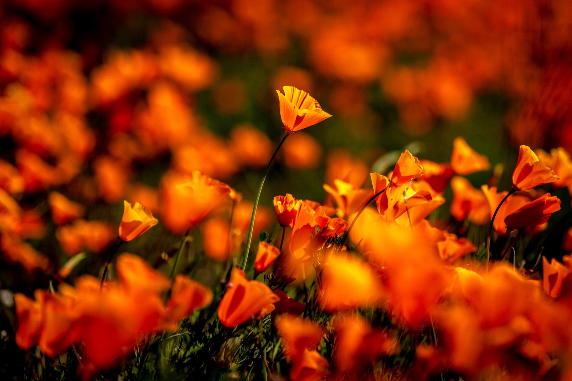 Look at this picture of the poppies at Walker Canyon on Feb. 7, 2023 to your heart’s content. But please, don’t go.