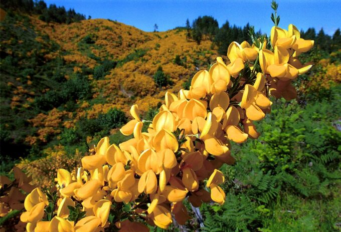Oregon Invasive Trees 13 Invasive Plants You Should Rip to Shreds | Page 2 of 14