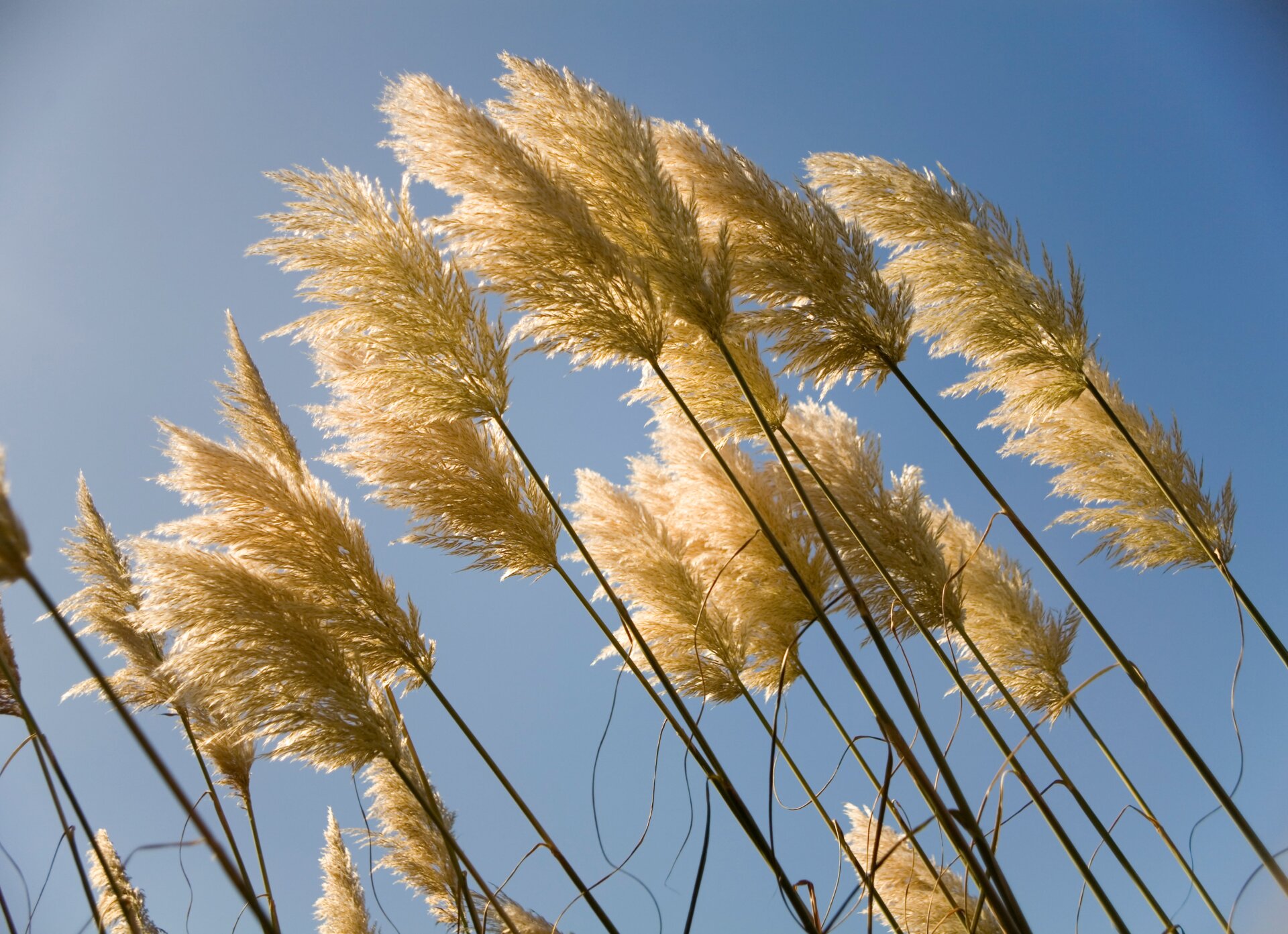 This ornamental “grass” is actually invasive to the West Coast.