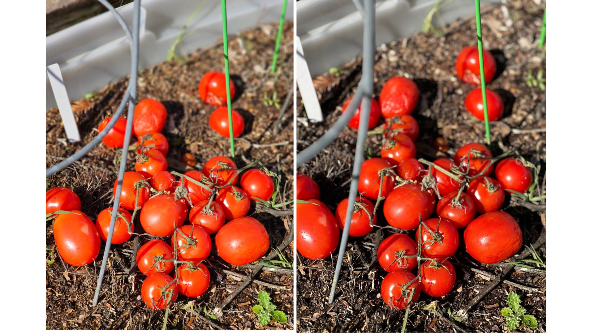 Photo: Florence Ion / Gizmodo