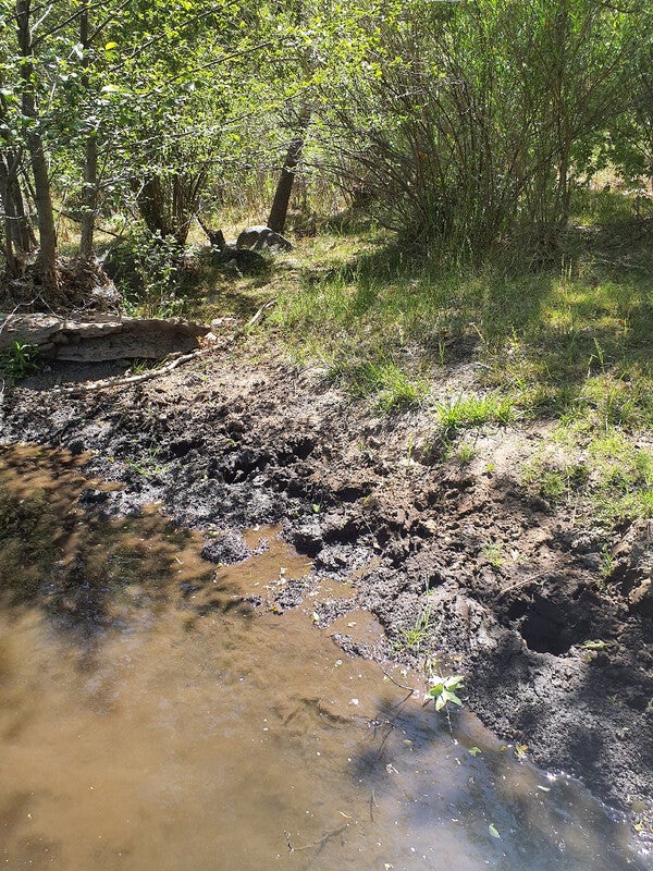 Cows can be particularly devastating to streamside, or riparian, habitats. Their trampling widens banks, and mucks up waterways, while their voracious hunger mows down vegetation critical for erosion prevention. Pictured here is one such impacted riparian habitat in Gila Wilderness. 