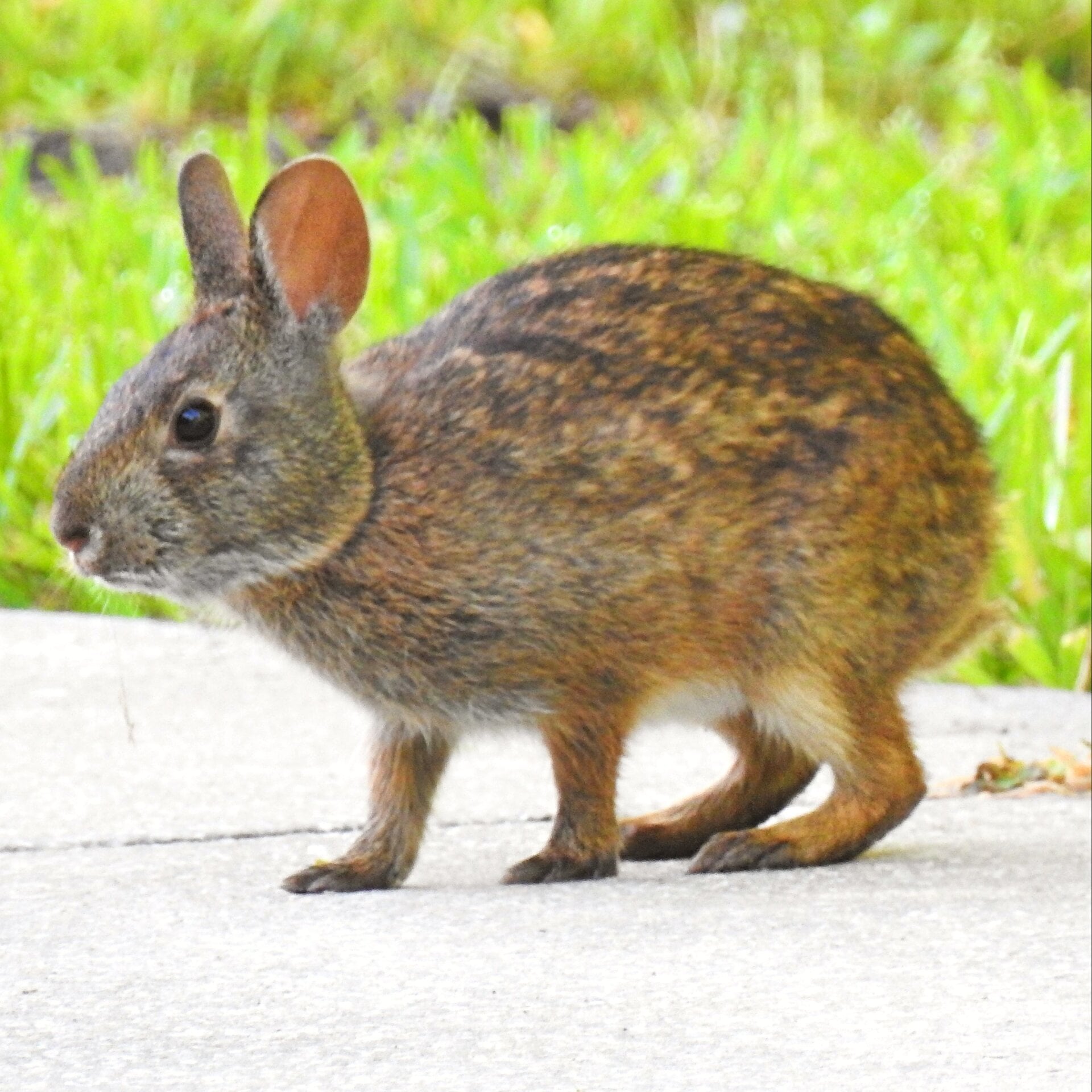 Photo: MarshBunny
