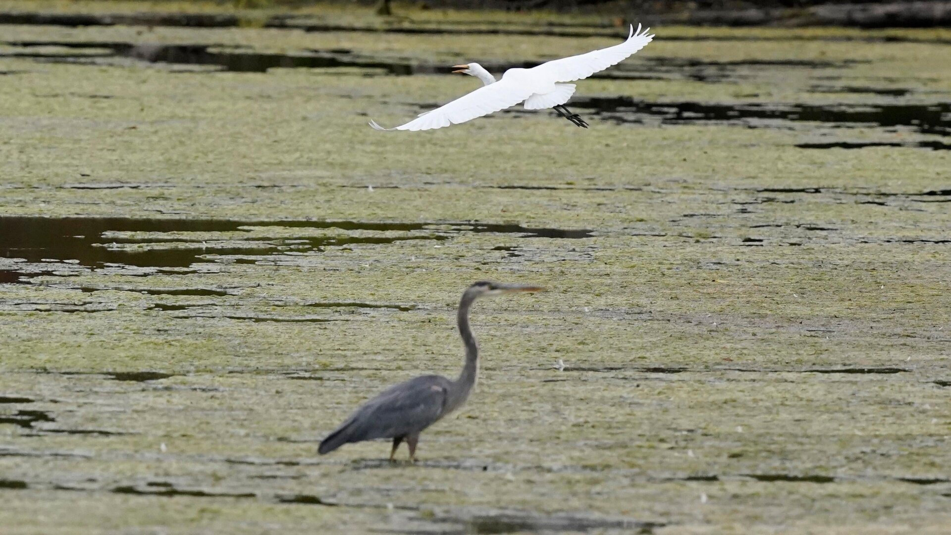 A wetland inside the Detroit River International Wildlife Refuge in Michigan, on Oct. 7, 2022.