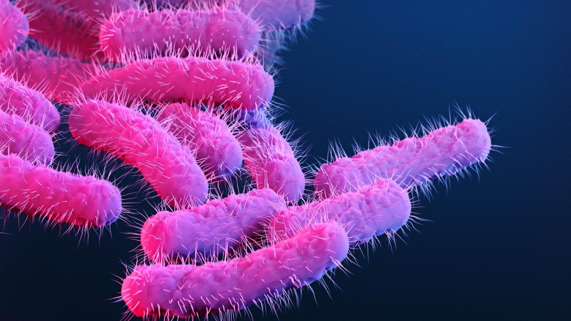 These demented-looking hot dogs are an illustration of Shigella bacteria.