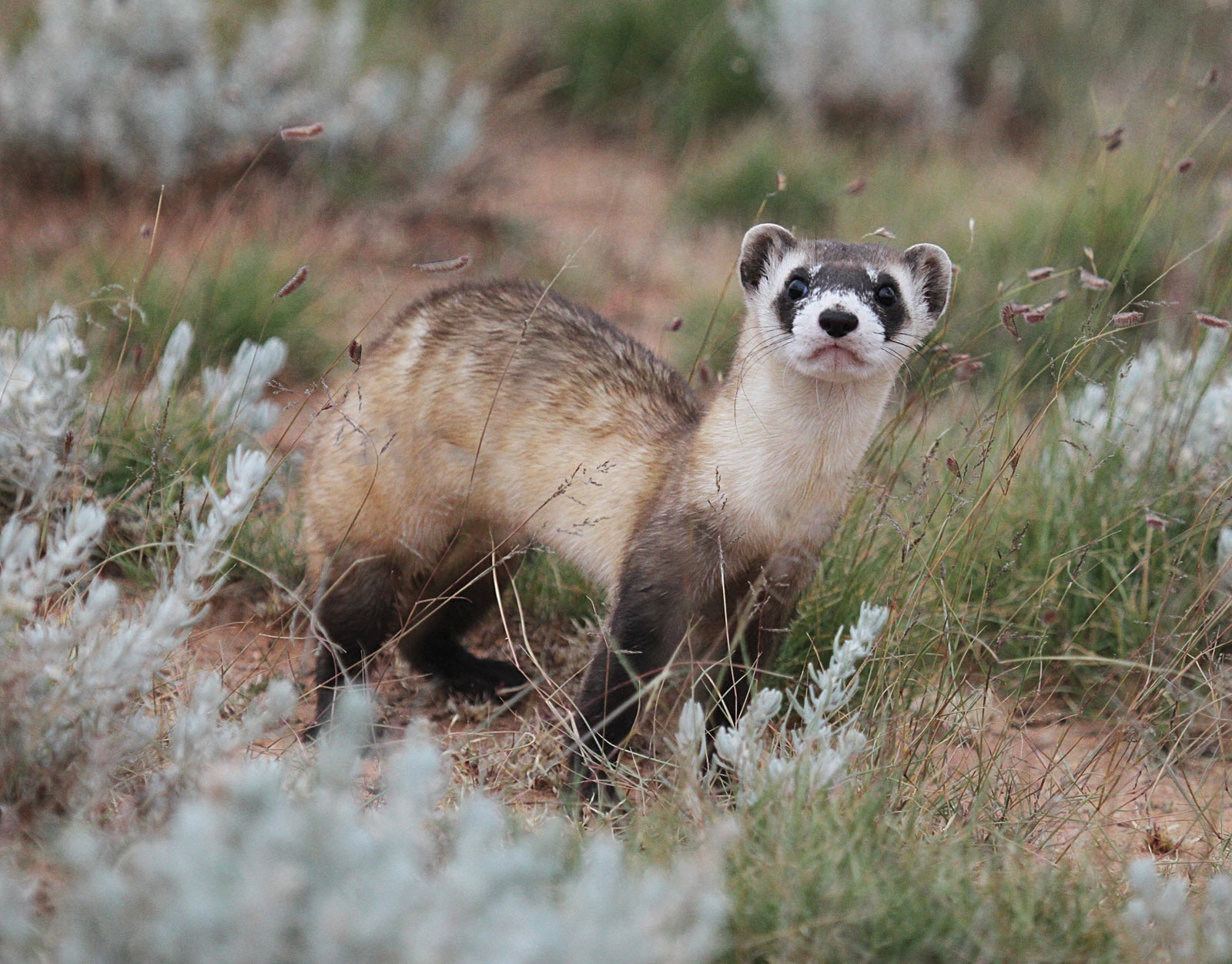 Photo: JC Amberlyn, Kingman Daily Miner