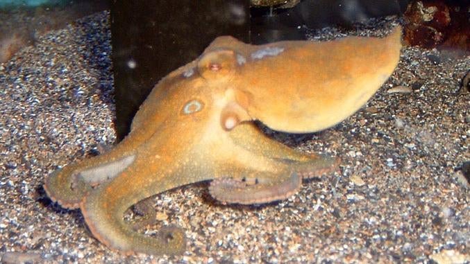 A California two-spot octopus (not the spot, below the animal’s eye.)