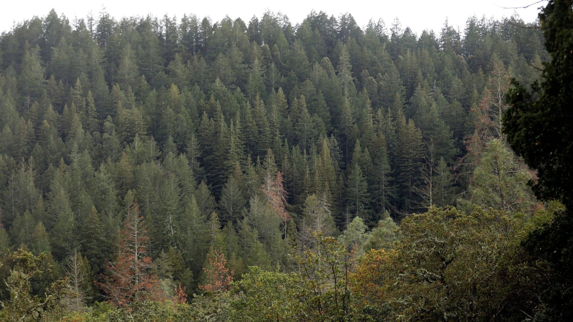 Dead and dying Ponderosa pine trees that have met their demise from bark beetles dot the landscape in Las Posadas State Forest in Angwin, Calif., on Tuesday, Sept. 20, 2022.