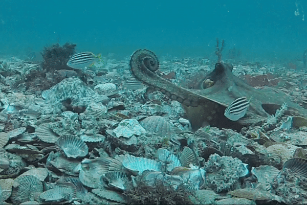 Octopuses playing not-so-nice.