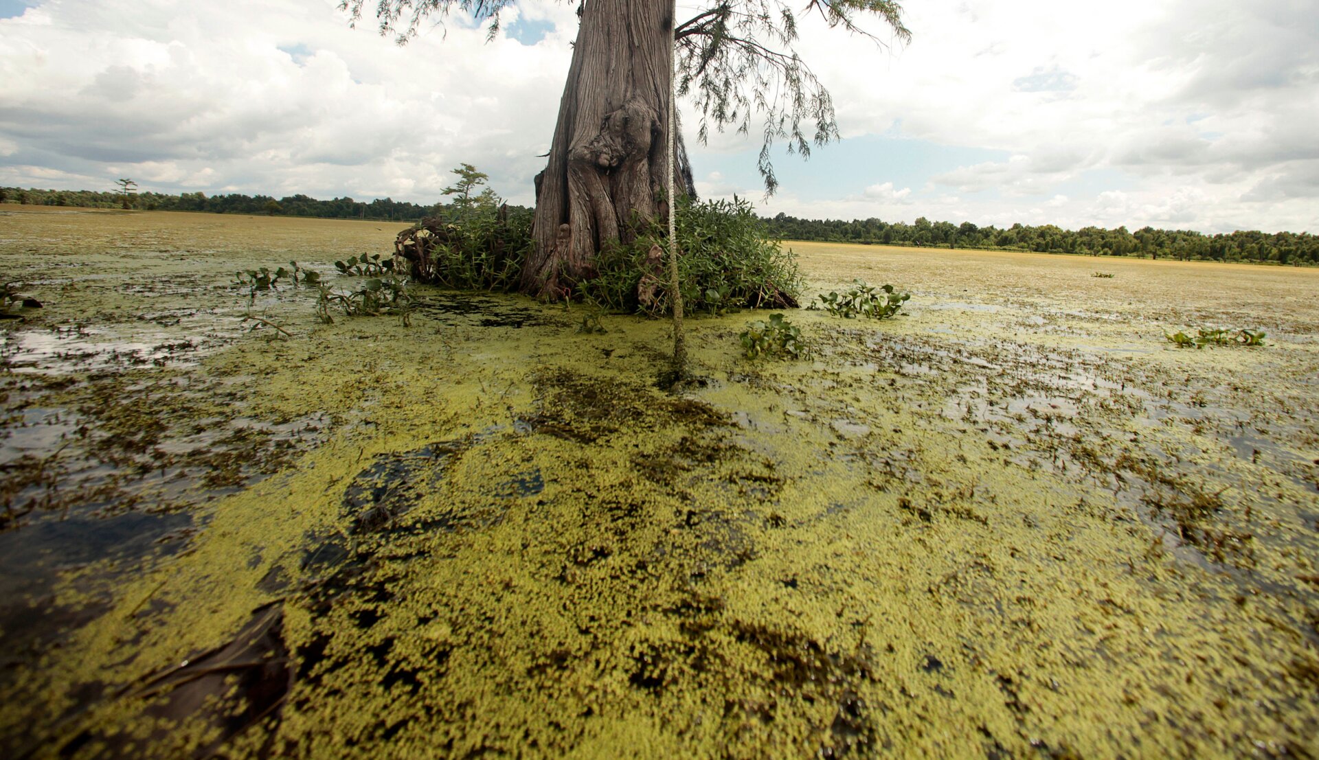 Hydrilla, a non-native invasive species and a hazard for young birds mistaking it as land.