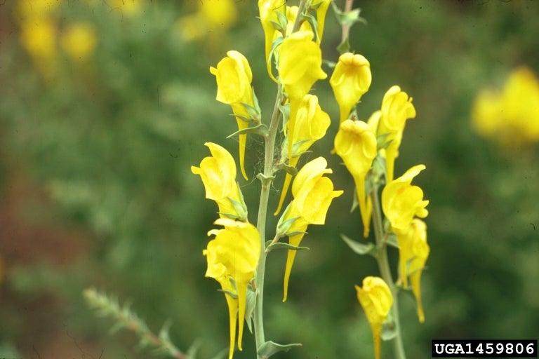 Dalmatian toadflax (Linaria dalmatica)
