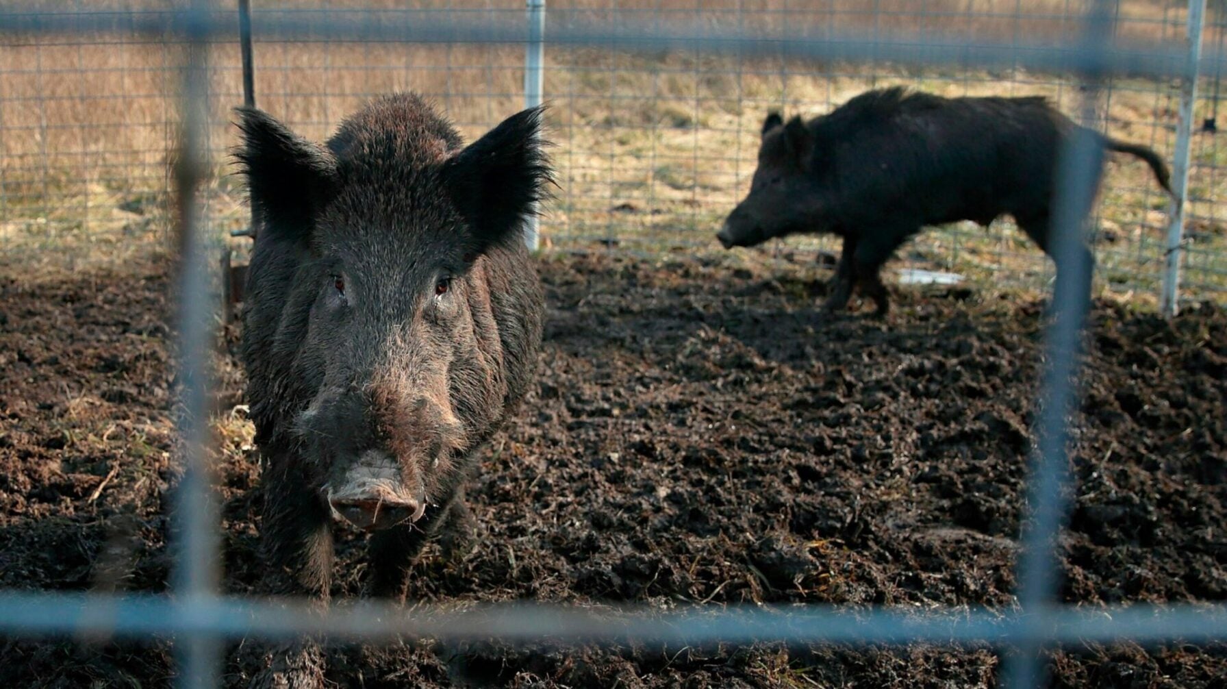 Canadian Hogs The Canadian Super Pigs Are Here