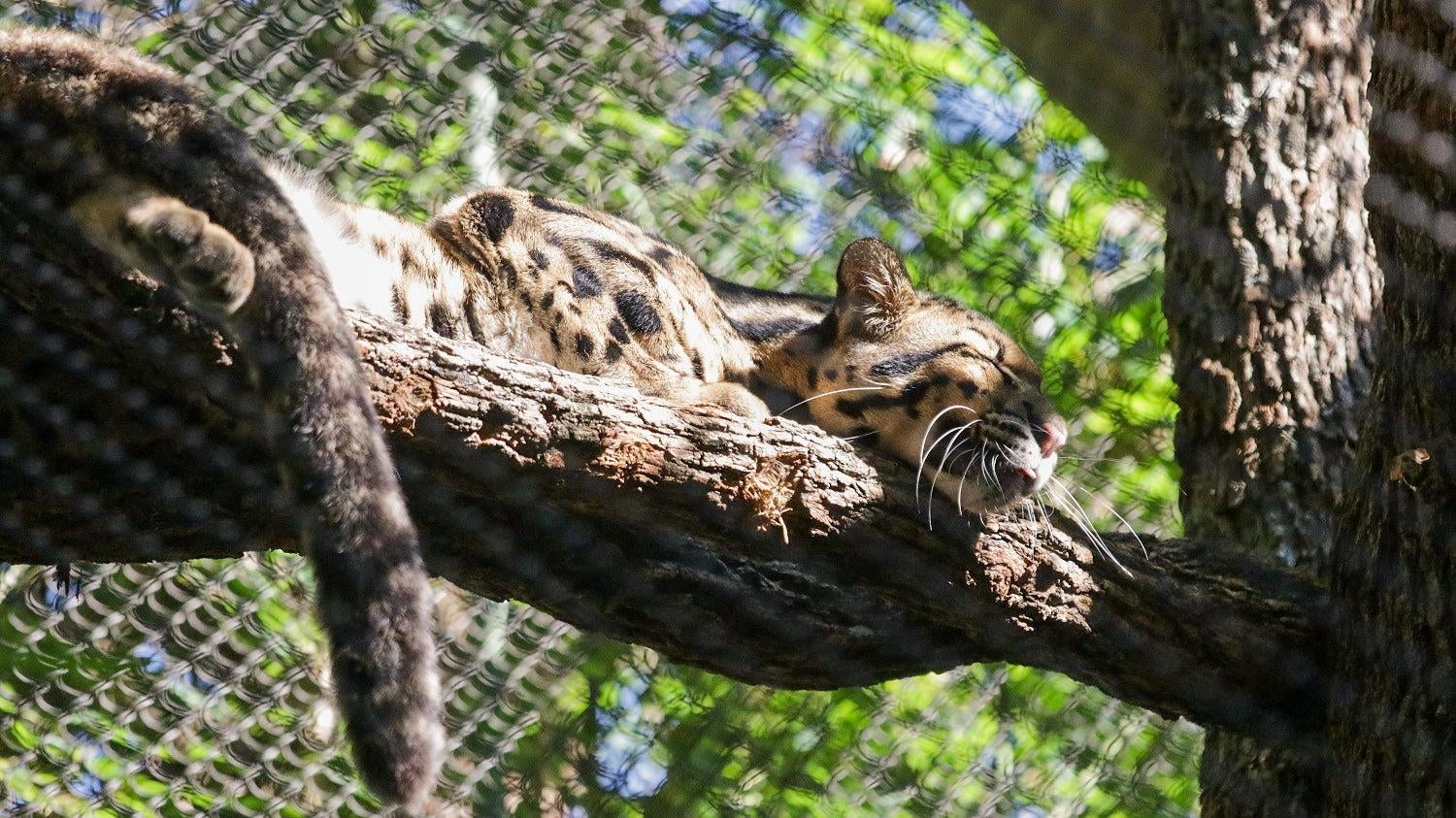 Photo: Courtesy of the Dallas Zoo