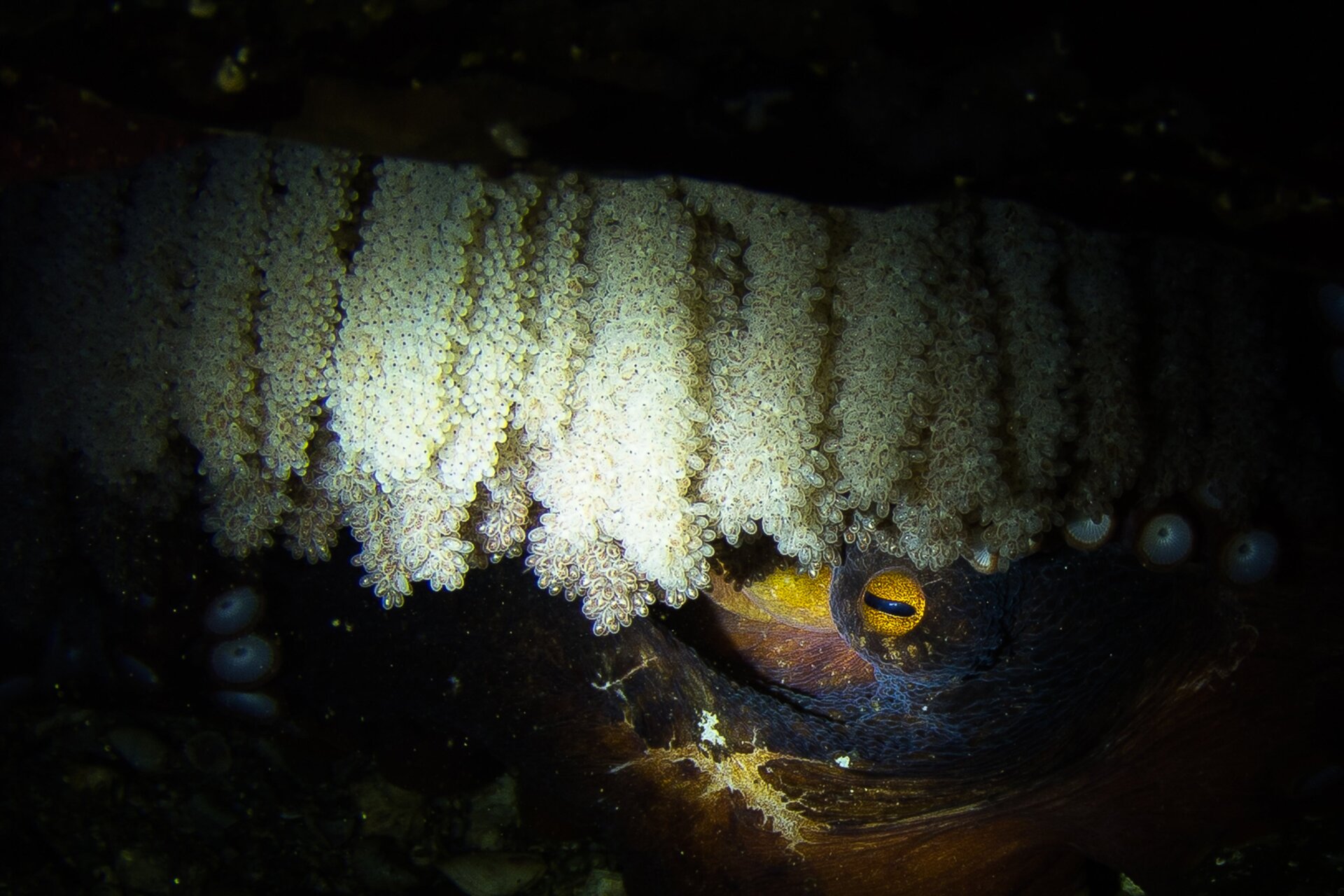 A female giant Pacific octopus with her egg strings.