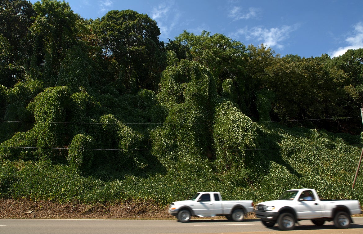 A hillside taken over by kudzu in North Charleston, West Virginia.
