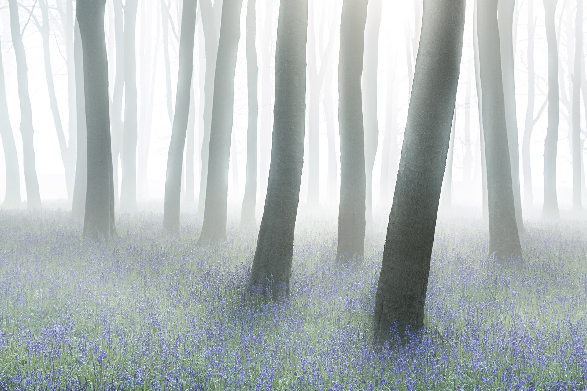 Trees in Badbury Clump, near the remains of an Iron Age hill fort in Oxfordshire.