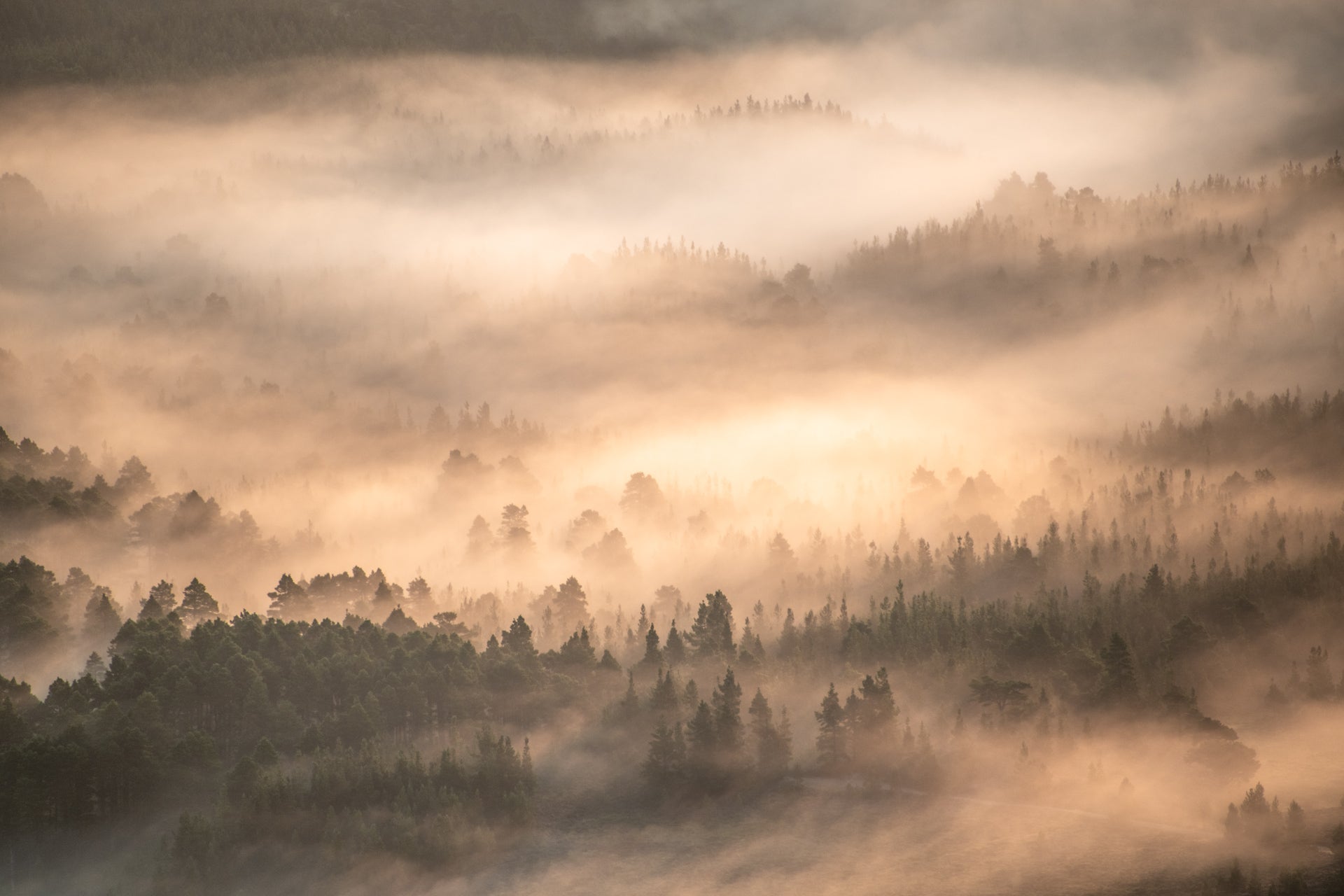 Abernethy Forest in Cairngorm National Park, Scotland.