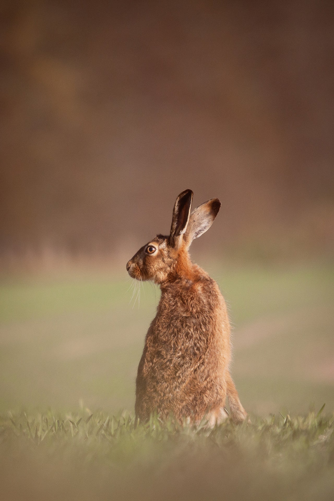A brown hare in Winchester.