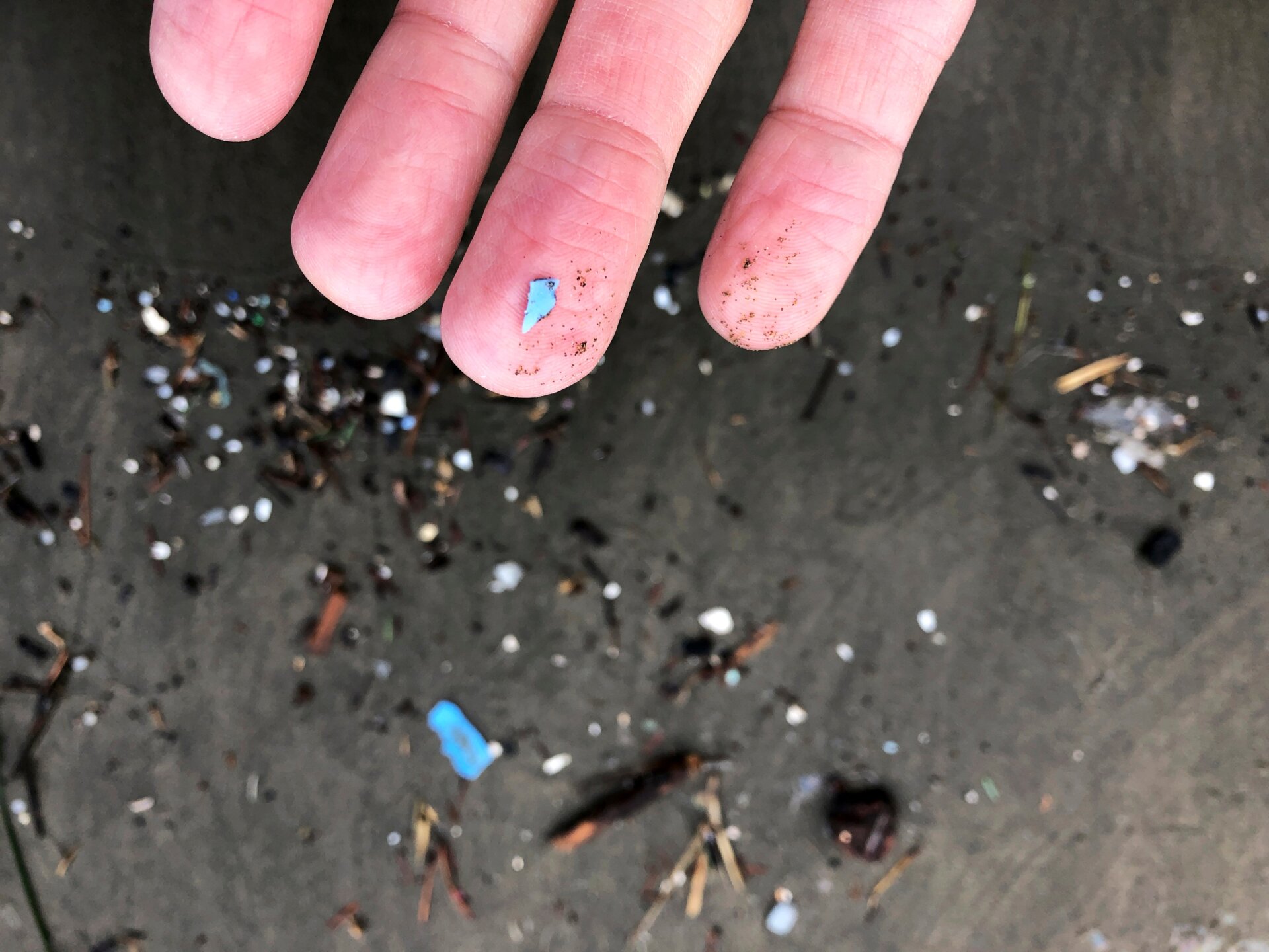 Microplastics collected on a beach in Oregon.