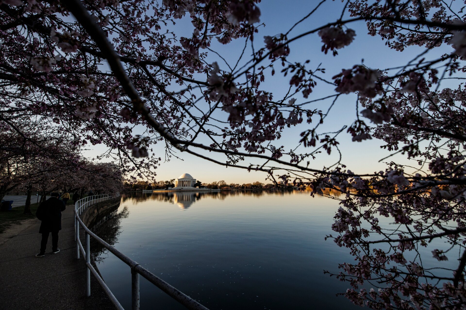 Enjoy the brief, peak bloom of D.C.’s blossoms before they’re gone. 