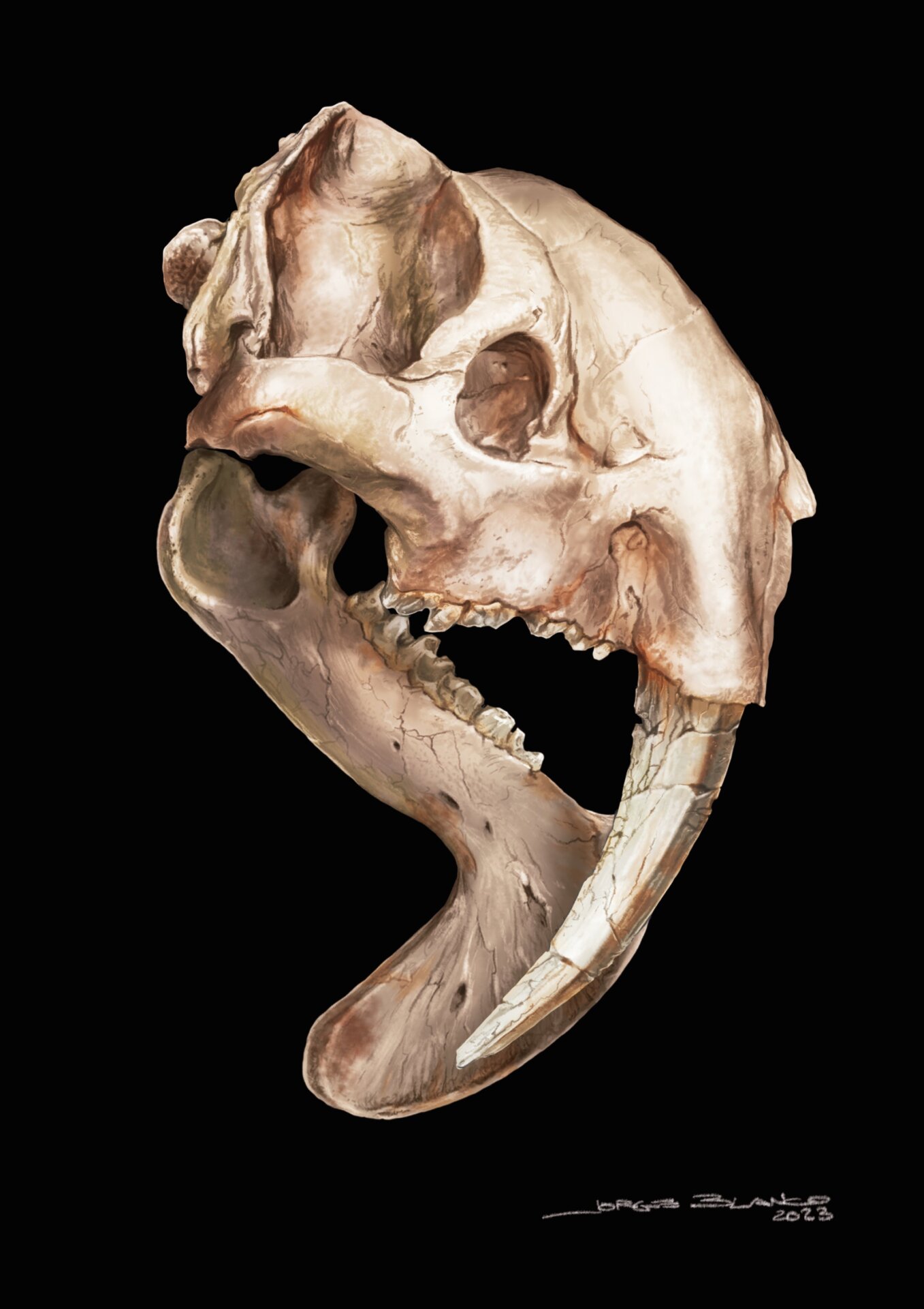 An illustration of Thylacosmilus’ skull.