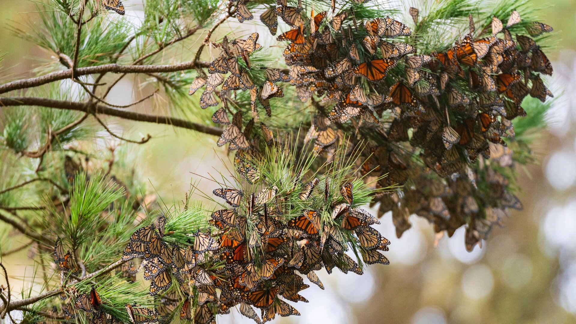 Western monarchs spend their winters clustered in trees along the California coast. Storms brought high winds and heavy precipitation to the region in December, damaging trees and killing butterflies.