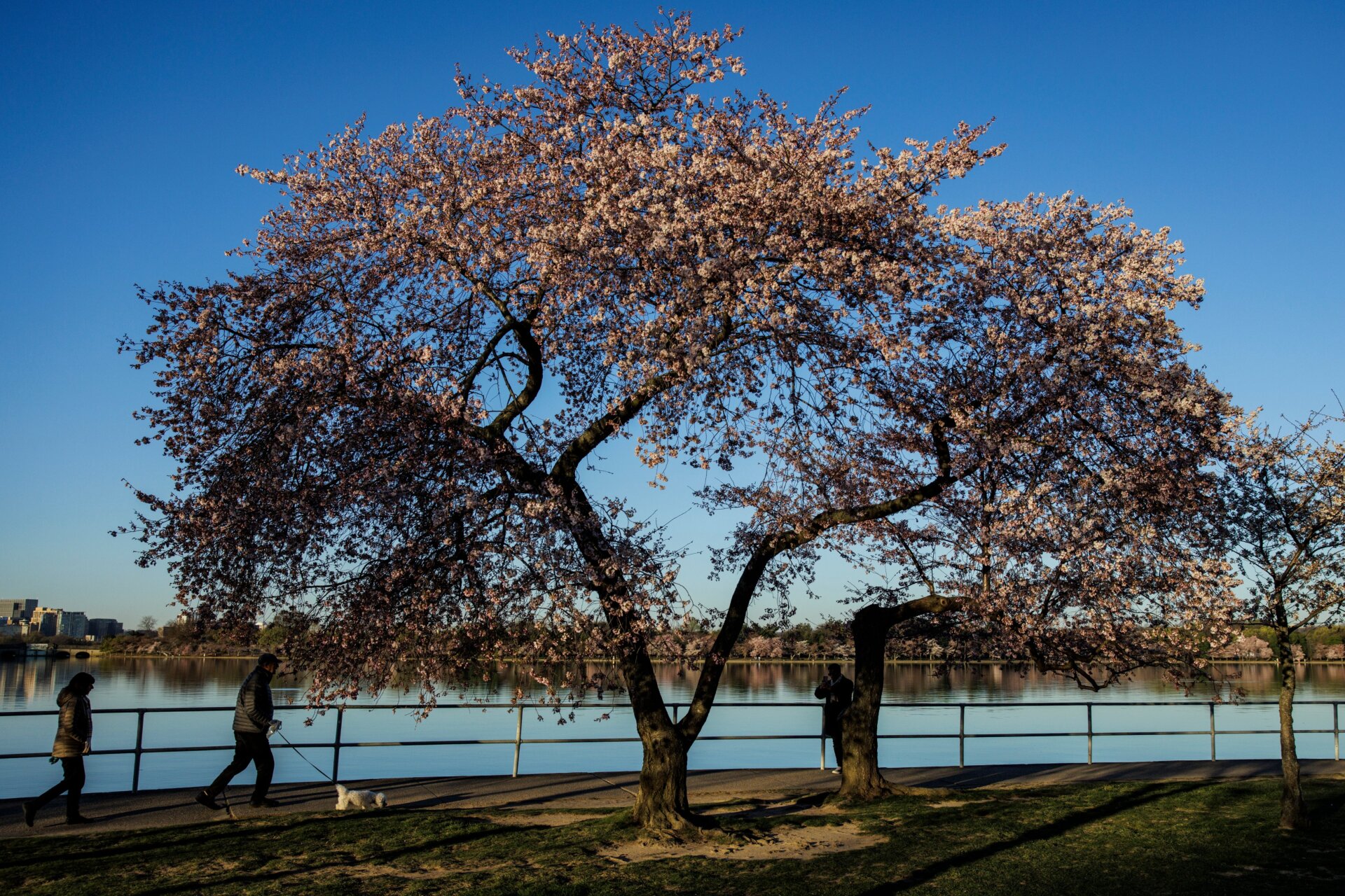 D.C.’s cherry blossom trees were planted in the capital in 1912 as a gift from Japan. The trees are more than a century old. 