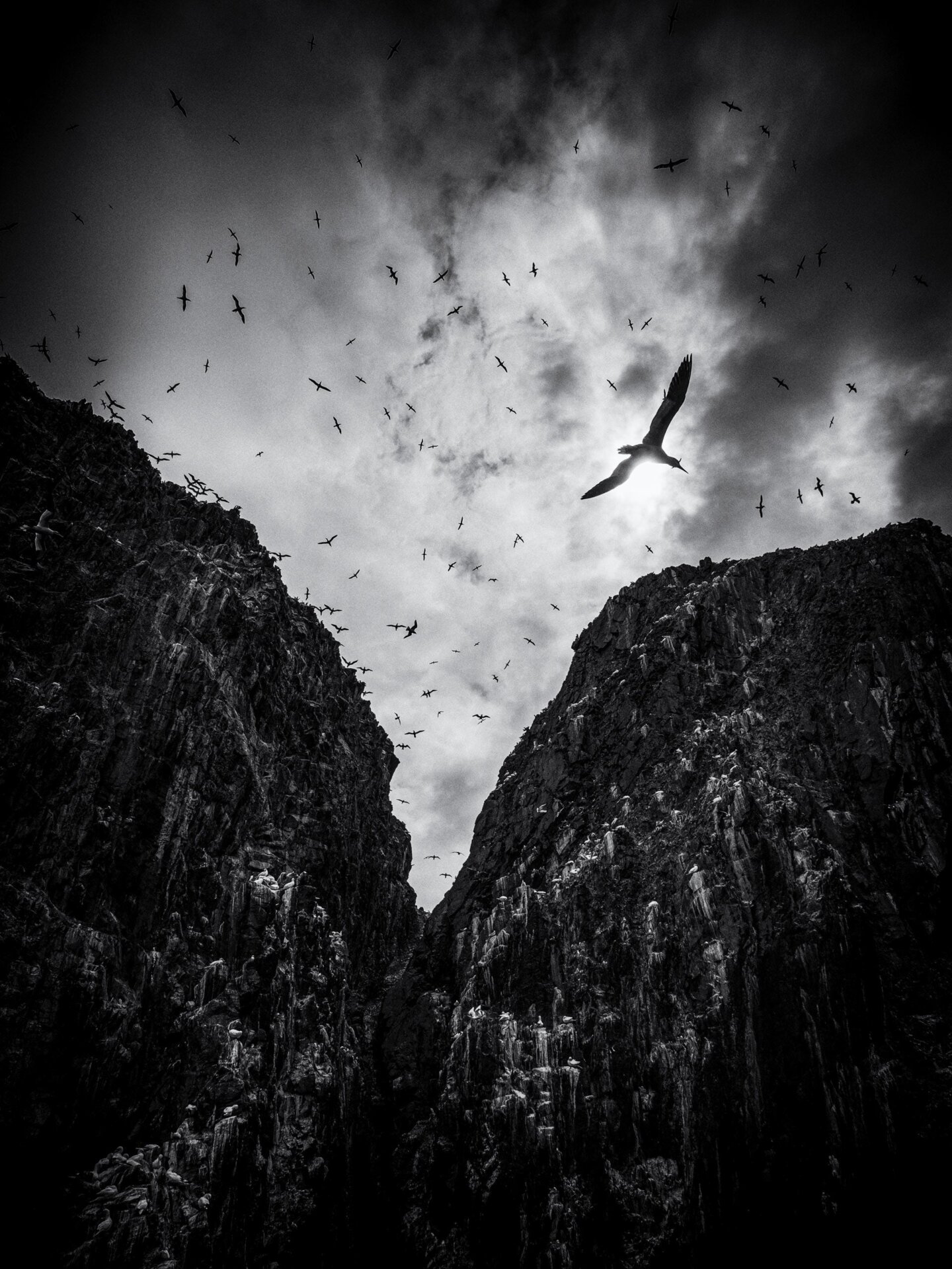 Gannets on the cliffs of Bass Rock, Scotland.