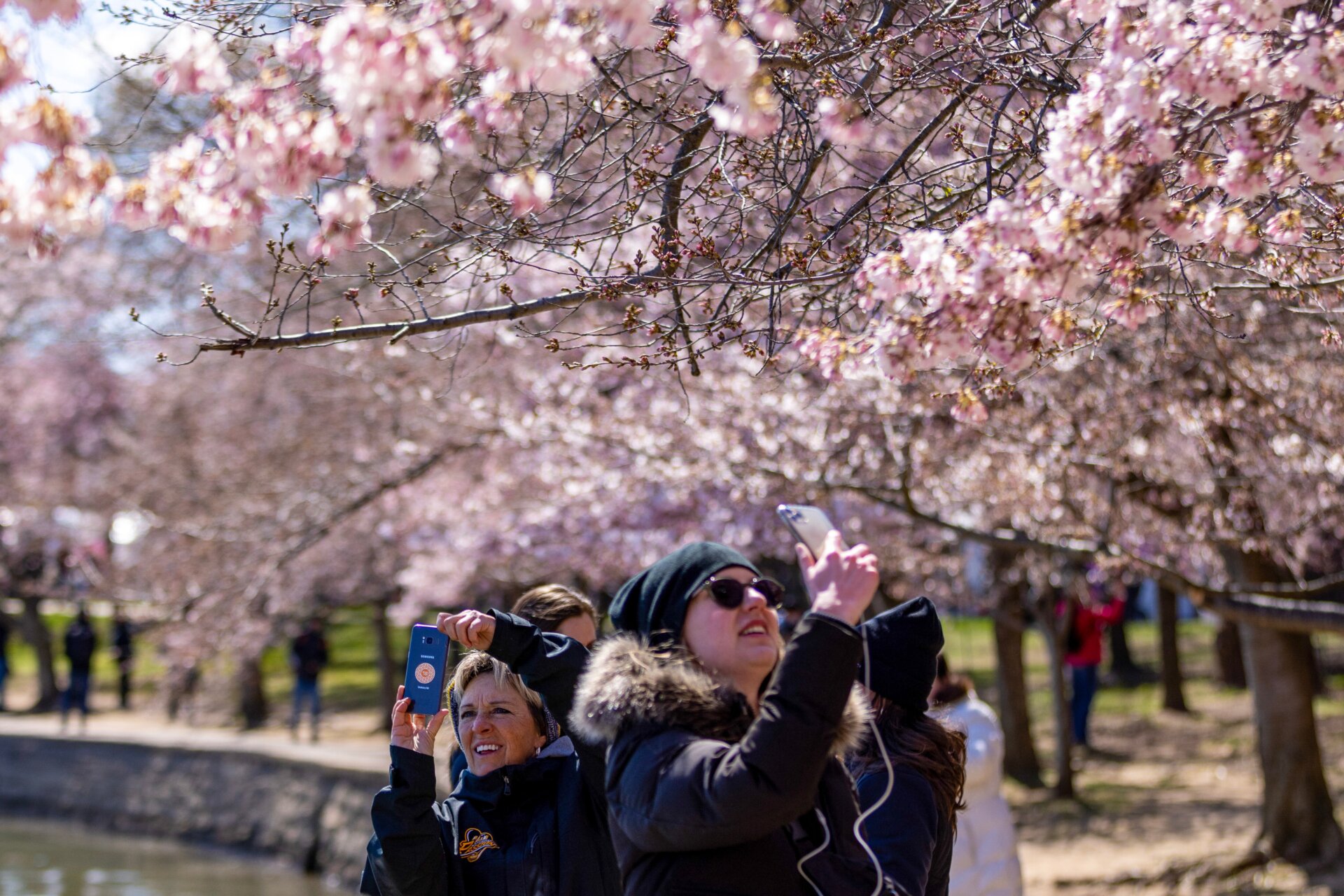 It’s undeniable: no matter when the blossoms peak, they’re photogenic. (March 19, 2023)