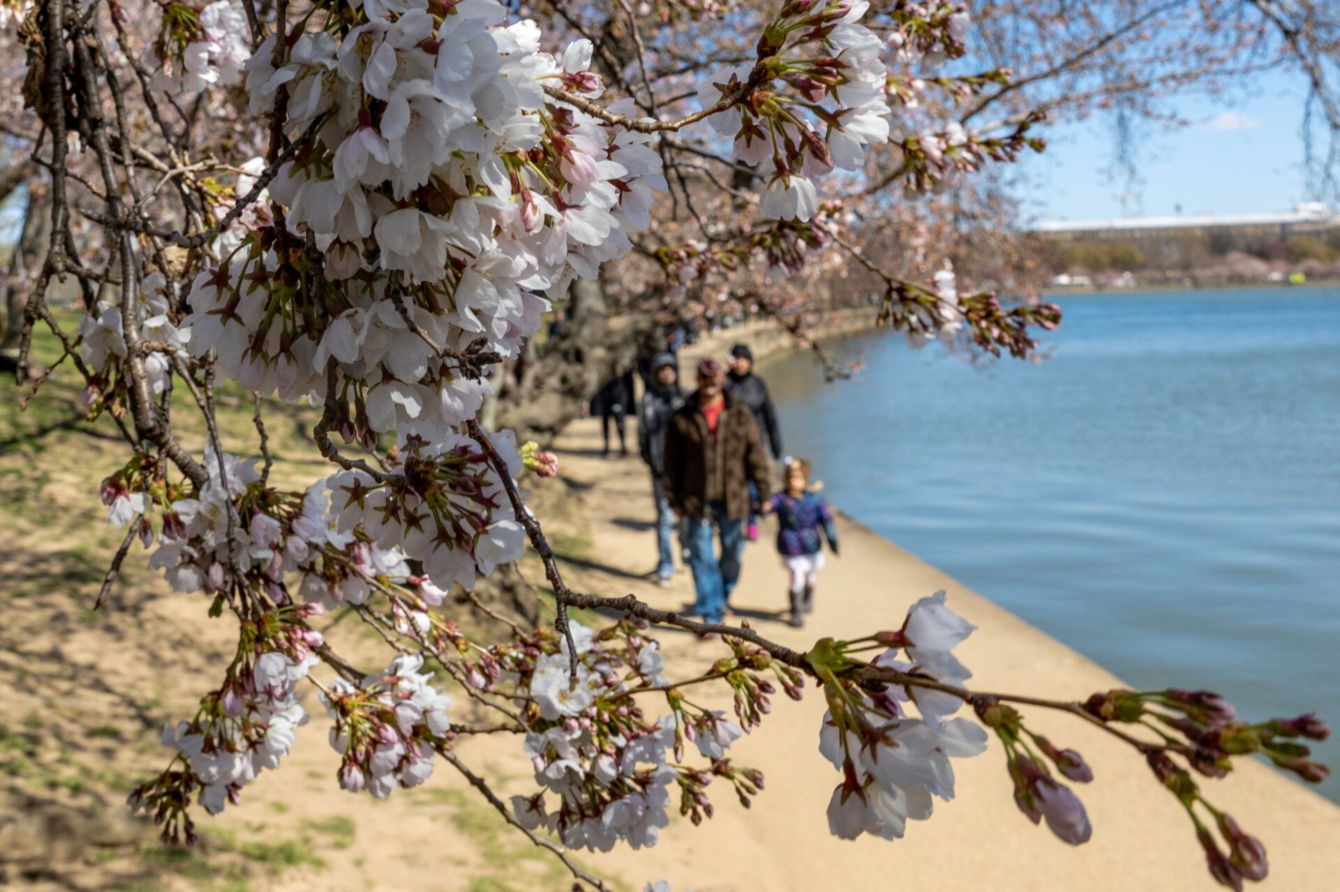 The flowers range from nearly white to blush pink in color because there are multiple different tree varieties planted. (March 19, 2023)