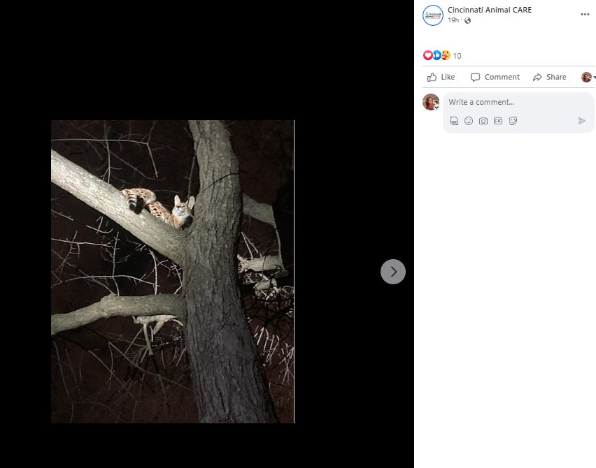 The animal shelter included multiple photos of Amiry’s capture and care along with its statement on Thursday. This picture shows the serval in the tree it was first found in by shelter wardens.